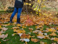 Sprzątanie terenów zewnętrznych - grabienie liści